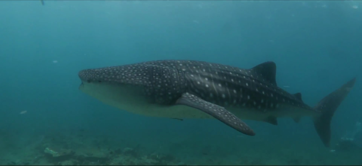 Whale Shark