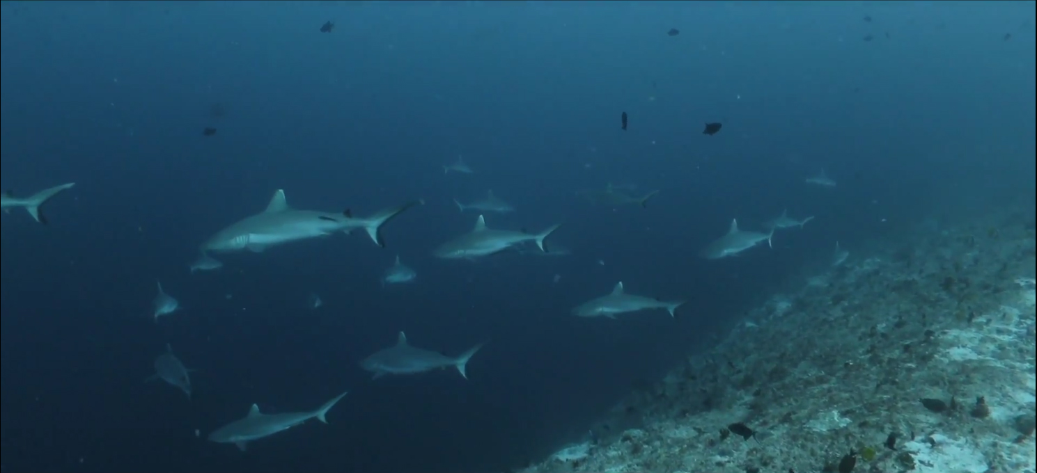 Sharks