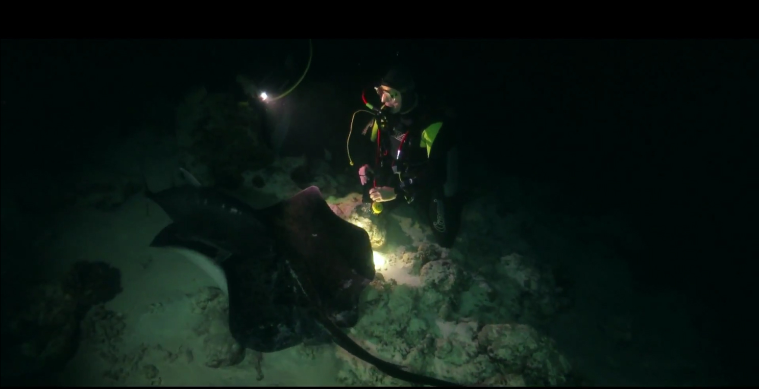 Night Dive